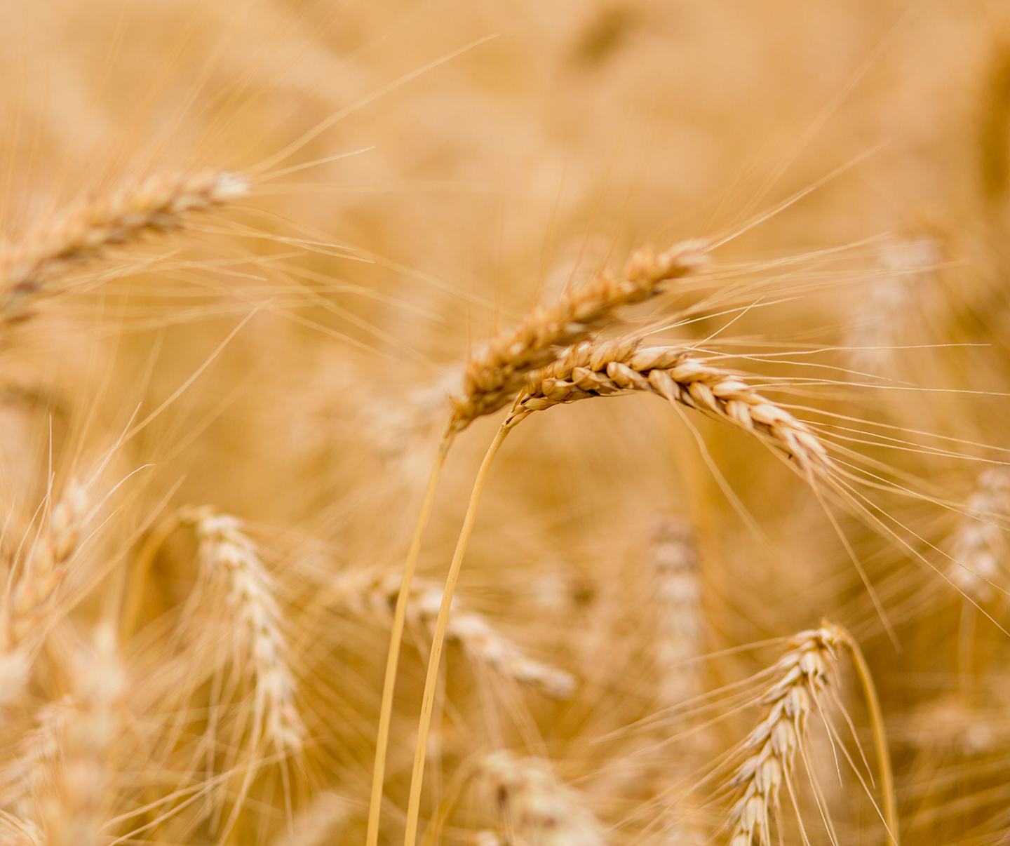 Фаместра™