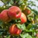 Apple tree