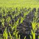 Winter barley