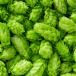 Hops
