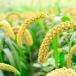 Millet