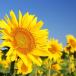 Sunflower (Express)