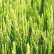 Winter wheat