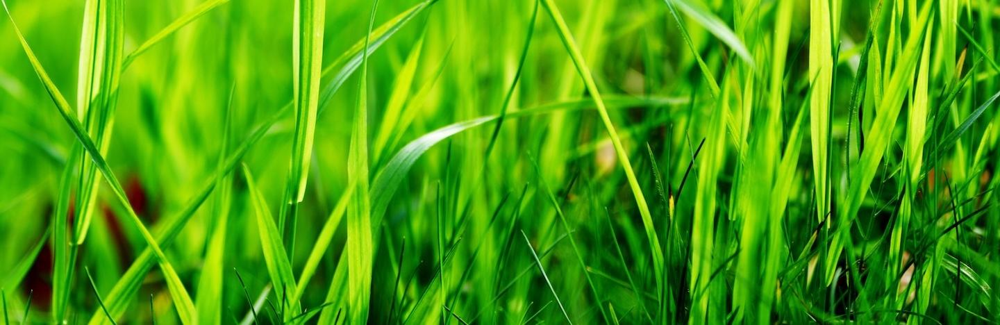 Grassland