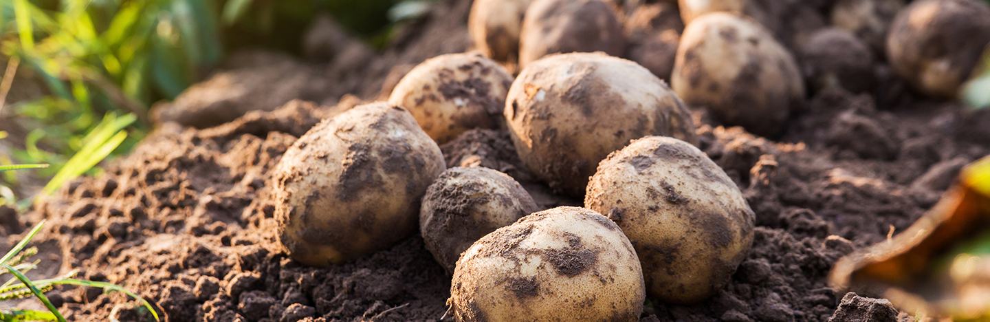 Potatoes