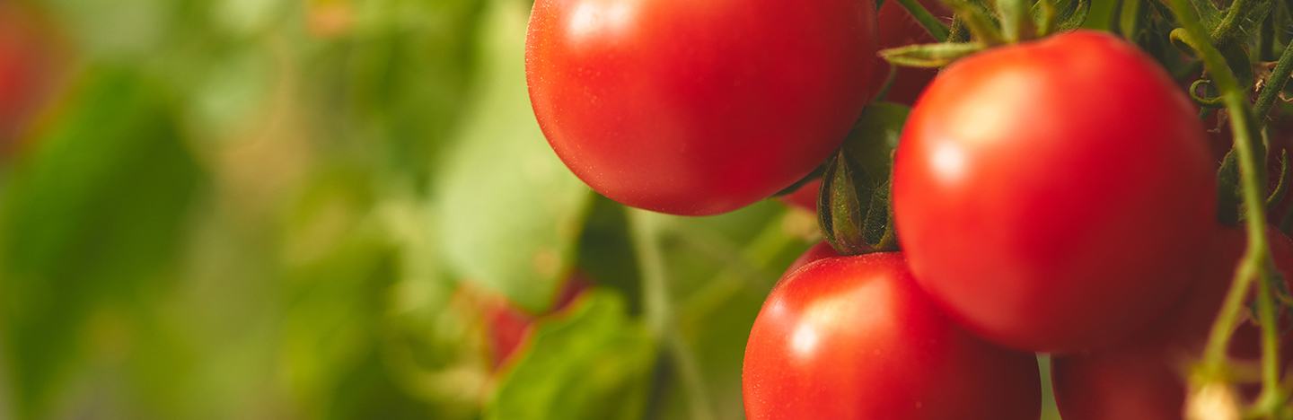 Tomatoes